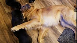 Video preview image #2 Golden Shepherd Puppy For Sale in DOVER, AR, USA