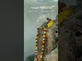 Tirumala Shaja Shilla Pooja Abhishekham A Rare Video Of Tirumala Special Balaji Trending Reel TTD
