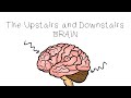 Upstairs Brain Downstairs Brain - SEL Sketches