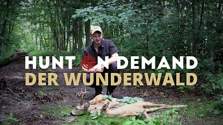 Der Wunderwald von @jagdkrone