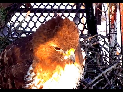 Arthur and Big Red get busy! Cornell red-tailed Hawks. 10 March 2022