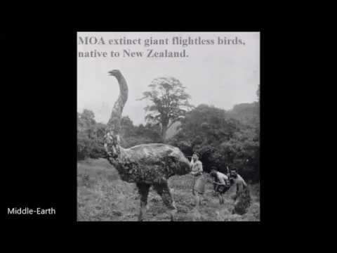 THE MOA  - Extinct Giant Flightless Bird of Aotearoa / New Zealand