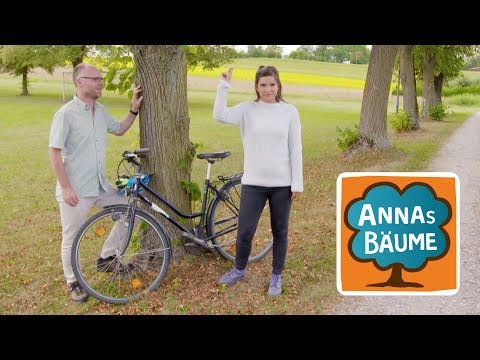 Linde | Annas Bäume | Reportage für Kinder | LMU