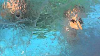 La catarata de la piscina