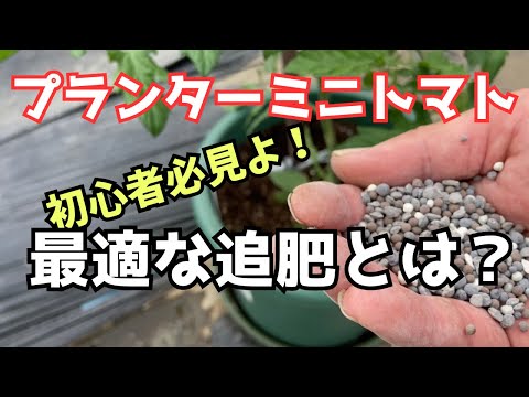 トマト肥料: これらの肥料は豊作を保証します。 植物
