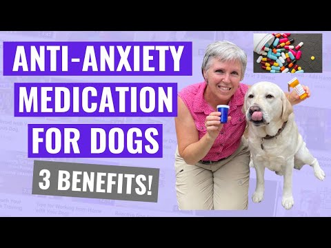 Anti-Anxiety Medication for Dogs - 3 Benefits!