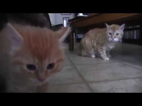 My Cat Hates Kittens