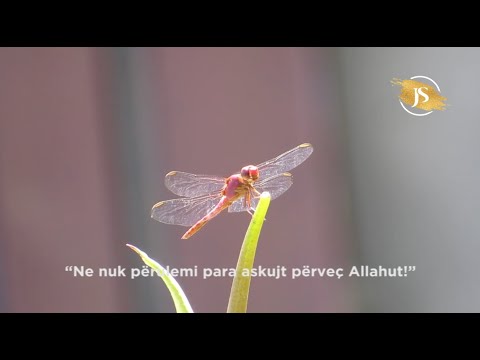 Xhaferr Bin Ebi Talib (r.a) - Jete Sahabesh