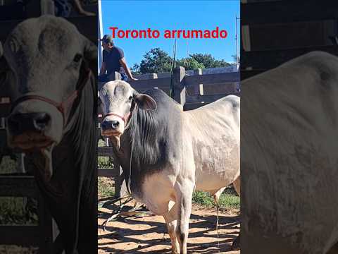 feira do gado Brejinho PE