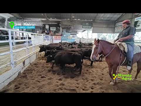 🔵🐮 Rematazo de Consignaciones en Jesús María: PEDRO PÉREZ CONSIGNACIONES CORDOBA SA