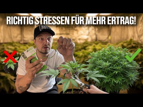 Maximiere Deinen Ertrag: Pflanzen Training mit LST, HST und Co.