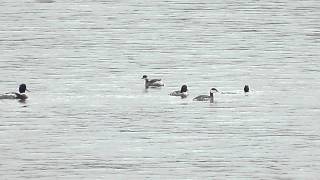 preview picture of video 'Eared & Horned Grebes in HD'