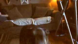 preview picture of video 'OMG!  GERMAN SHEPHERD ATTACKS MY BRAND NEW SYMA X5C-1 QUADCOPTER!'