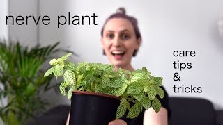 NERVE PLANT Care Tips | Fittonia Houseplant Care
