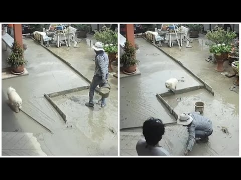 Dog running on wet cement