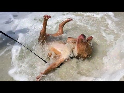 La première surprise de votre chien avec l'océan chiens drôles et eau