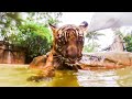 Twin Tiger Cubs Go Swimming For The First Time | Tigers About The House | BBC Earth Kids