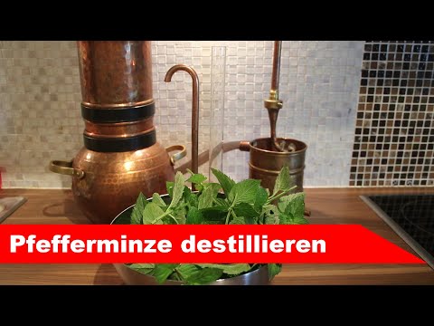 🌷 Pfefferminze destillieren 🌻 - diesmal mit Menthol - ätherisches Öl selber machen - diSTILLed
