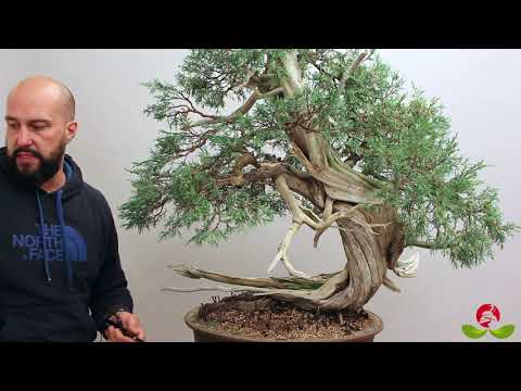 Demo: Mauro Stemberger styling a Rocky Mountain Juniper at BonsaiKunst Hamburg 2020