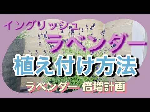 アメリカンラベンダーヘザー 植物