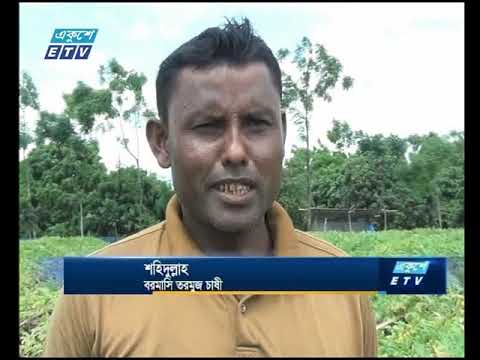 ঠাকুরগাঁওয়ে বারমাসি তরমুজ চাষ