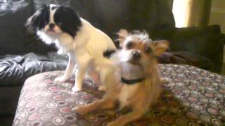 walter and cookie being cute