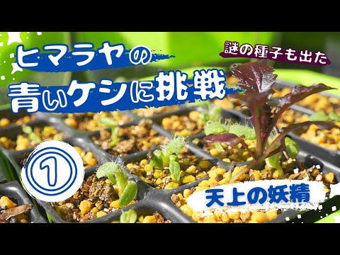 青赤石の種 植物