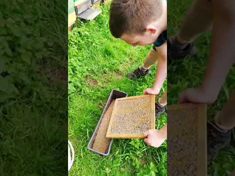 , title : '4/20 Sbírání pylu od včel'