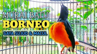 Download lagu Bikin nyali lawan MENCIUT!!~KEtrekan Murai batu BORNEO Gacor gaya MACUL mp3 Download lagu Bikin nyali lawan MENCIUT!!~KEtrekan Murai batu BORNEO Gacor gaya MACUL mp3