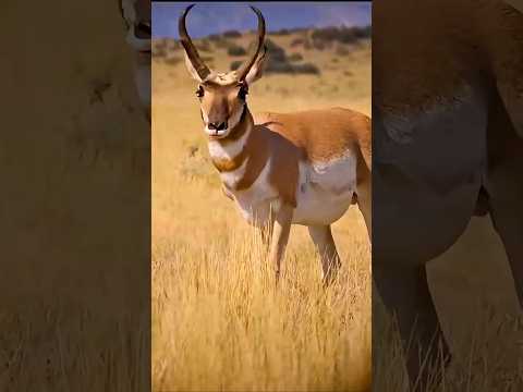 The Unseen Life of the Savanna 🏹 | Discover the Wild.#shortsfeed