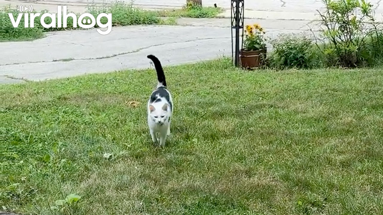 Friendly Cat Excited to See Neighbor || ViralHog