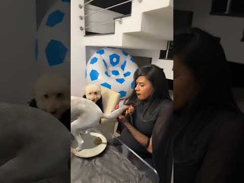 O CACHORRO FEZ COCÔ NA MORGANA