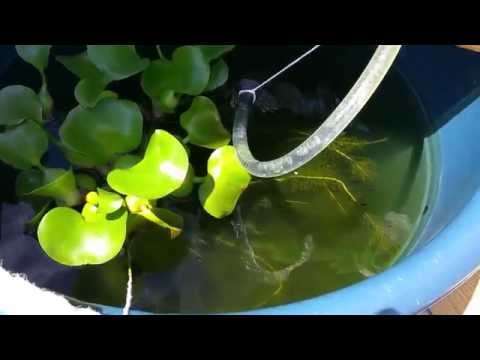 BABIES Born in my POND !! /aquaponics DIY.