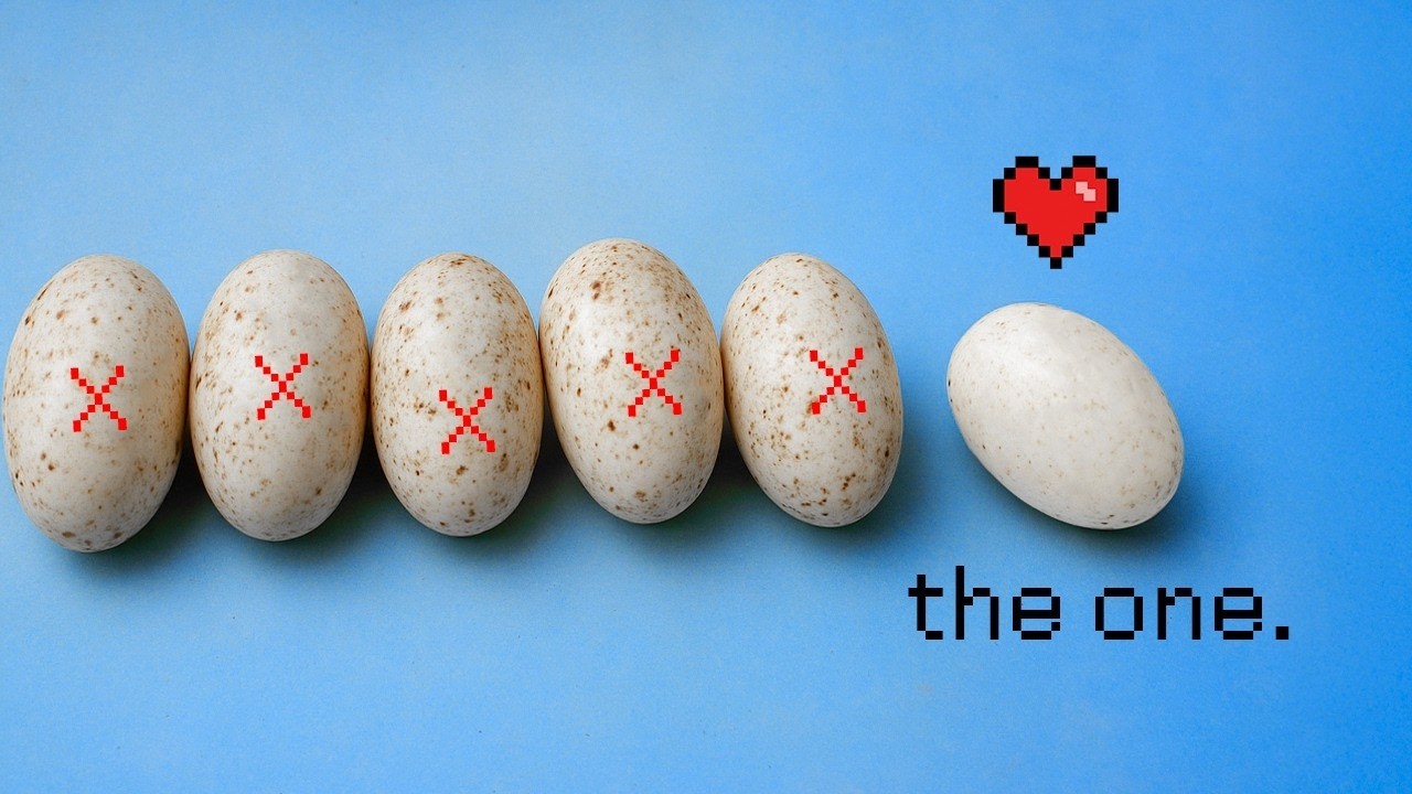 Finding My Gecko a Boyfriend (the hard way)