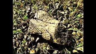 eek a mouse-senci party