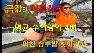 금값인 여름상추, 평균 수확량 4배 미친 상추밭 찾아가기