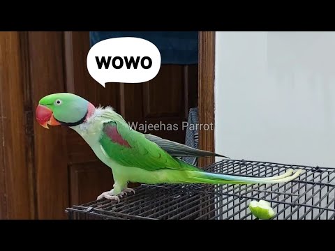 Shonay ny sub ko 'wowo' kr k deekhaya