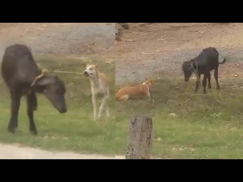 Naughty dog and little calf