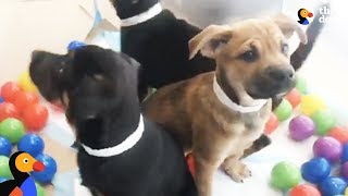LIVE: Adoptable Puppies Play in a Ball Pit for National Puppy Day | The Dodo by The Dodo