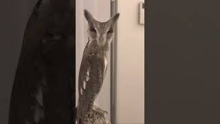 Cover art for A Very Skinny Owl