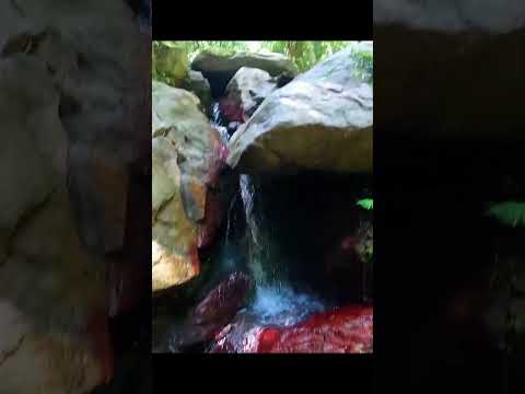 What's below Crystal Shower Falls? A Giant Fig below a Blood Red Canyon. Dorrigo National Park. Aus
