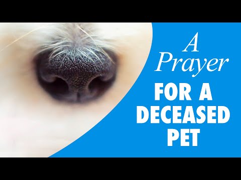 A Prayer For A Deceased Pet