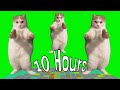 Cat Dancing to EDM 10 Hours