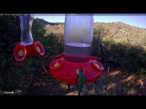 Male Lucifer Hummingbird Forages In West Texas – May 21, 2020