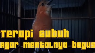 Download lagu Anis merah ngeriwik halus, ngeriwik kasar, hingga ngeplong untuk terapi dan pancingan banyi mp3