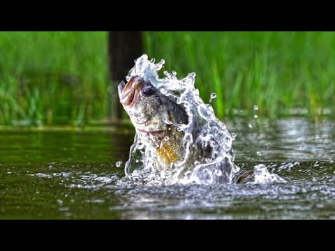 #Fish_Feeding #Catfish #Peacockbars  How to Feeding Fish  Different Ways