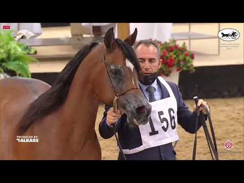 N 156 MAGIDAAS PREVUE RCA   6th Qatar Nat  Arabian Peninsula HS for individual Owners   Mares 11+ Ye