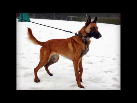 Eris Belgian Malinois K9 -  INSIDE DETECTION