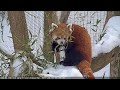 Trevor Lovejoy Zoo Red Pandas LIVE