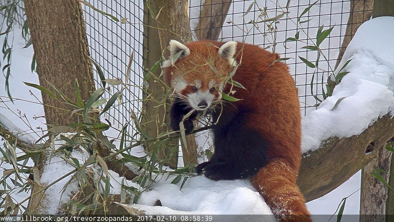 Live webcam view of Pandas Rojos en Trevor-Lovejoy Zoo
